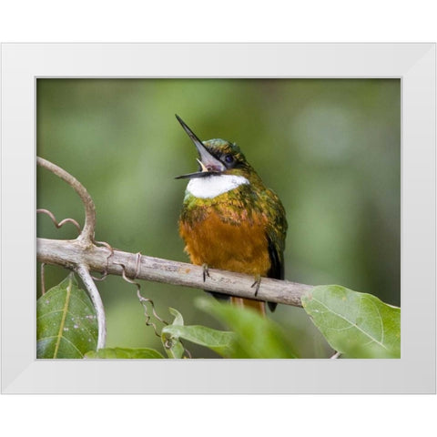 Ecuador Rufous-tailed jacamar on branch White Modern Wood Framed Art Print by Williams, Joanne