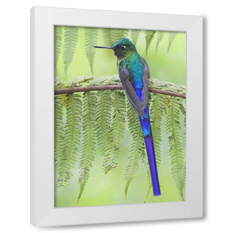 Ecuador Violet-tailed sylph on fern branch White Modern Wood Framed Art Print by Williams, Joanne