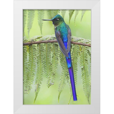 Ecuador Violet-tailed sylph on fern branch White Modern Wood Framed Art Print by Williams, Joanne