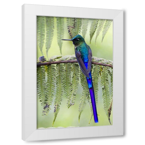 Ecuador Violet-tailed sylph on fern branch White Modern Wood Framed Art Print by Williams, Joanne
