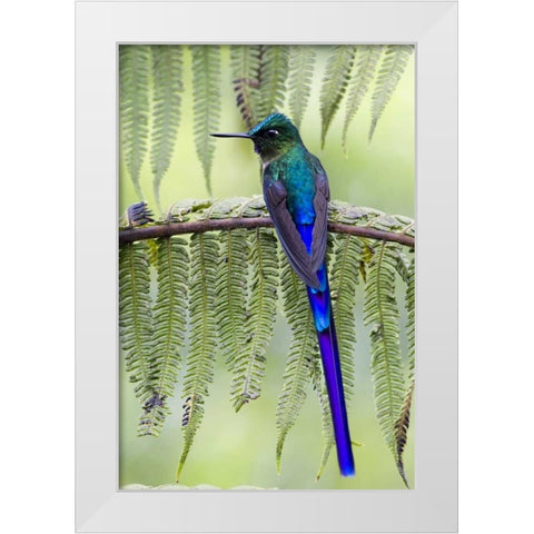 Ecuador Violet-tailed sylph on fern branch White Modern Wood Framed Art Print by Williams, Joanne
