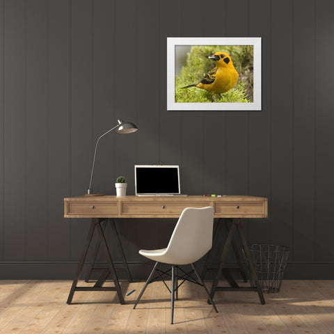 Ecuador Golden tanager feeding in foliage White Modern Wood Framed Art Print by Williams, Joanne
