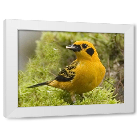 Ecuador Golden tanager feeding in foliage White Modern Wood Framed Art Print by Williams, Joanne