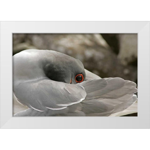 Ecuador, Galapagos NP Swallow-tailed gull White Modern Wood Framed Art Print by Illg, Cathy and Gordon