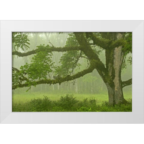 Ecuador, Santa Cruz Island Mossy tree and fog White Modern Wood Framed Art Print by Illg, Cathy and Gordon