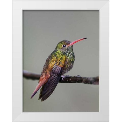 Ecuador Rufous-tailed hummingbird on limb White Modern Wood Framed Art Print by Morris, Arthur