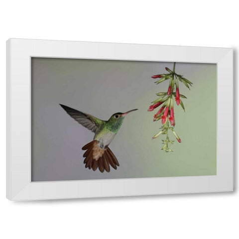 Ecuador,  Rufous-tailed hummingbird at flower White Modern Wood Framed Art Print by Morris, Arthur