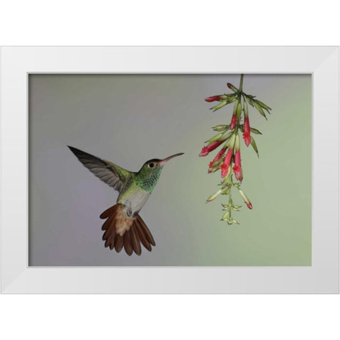 Ecuador,  Rufous-tailed hummingbird at flower White Modern Wood Framed Art Print by Morris, Arthur