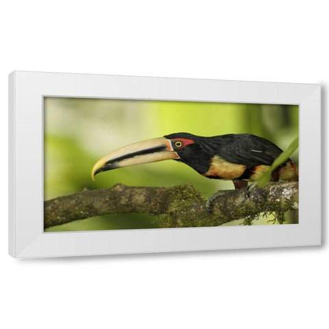Ecuador, Los Bancos Pale-mandible aricari bird White Modern Wood Framed Art Print by Morris, Arthur