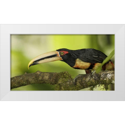 Ecuador, Los Bancos Pale-mandible aricari bird White Modern Wood Framed Art Print by Morris, Arthur