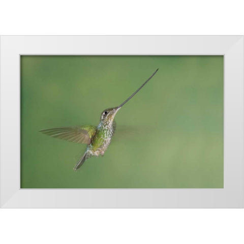 Ecuador, Guango Lodge Swordbilled hummingbird White Modern Wood Framed Art Print by Morris, Arthur