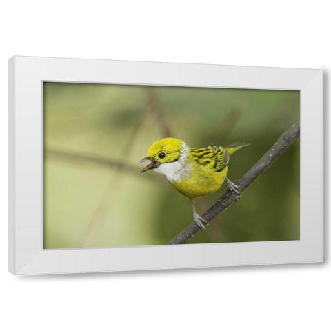 Ecuador, Los Bancos Silver-necked tanager White Modern Wood Framed Art Print by Morris, Arthur
