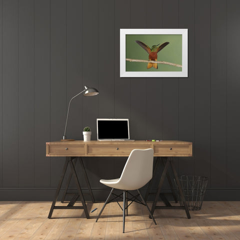 Ecuador Chestnut-breasted coronet displaying White Modern Wood Framed Art Print by Morris, Arthur