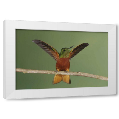 Ecuador Chestnut-breasted coronet displaying White Modern Wood Framed Art Print by Morris, Arthur