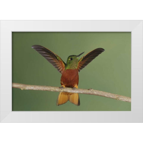 Ecuador Chestnut-breasted coronet displaying White Modern Wood Framed Art Print by Morris, Arthur