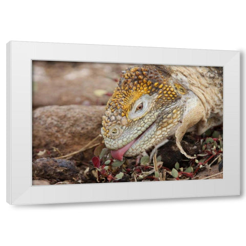 Ecuador, Galapagos Islands, Land iguana eating White Modern Wood Framed Art Print by Morris, Arthur