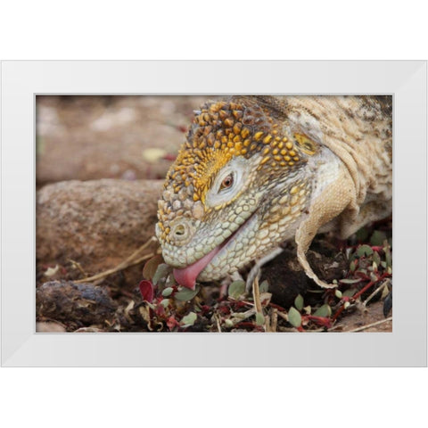 Ecuador, Galapagos Islands, Land iguana eating White Modern Wood Framed Art Print by Morris, Arthur