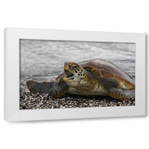 Ecuador, Galapagos, Young Pacific green turtle White Modern Wood Framed Art Print by Morris, Arthur