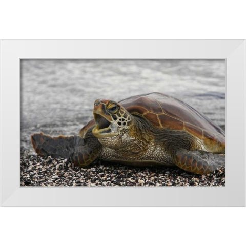 Ecuador, Galapagos, Young Pacific green turtle White Modern Wood Framed Art Print by Morris, Arthur