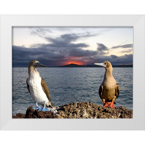 Blue and red-footed booby, Galapagos, Ecuador White Modern Wood Framed Art Print by Williams, Joanne