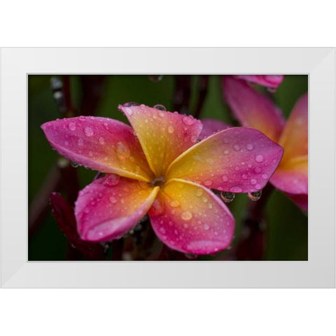 Ecuador, Napo Wildlife Center Plumeria flower White Modern Wood Framed Art Print by Williams, Joanne