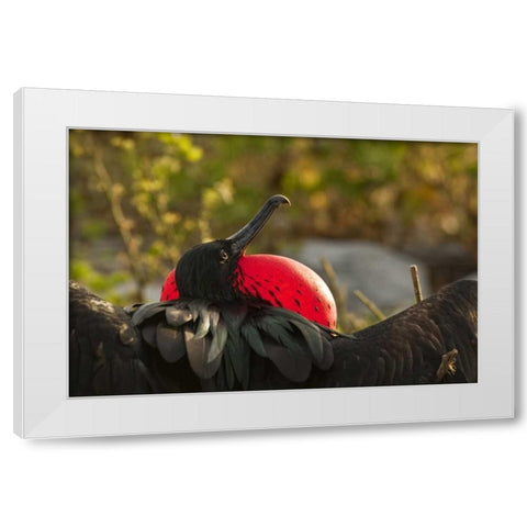 Ecuador, Galapagos NP Frigatebird displaying White Modern Wood Framed Art Print by Illg, Cathy and Gordon