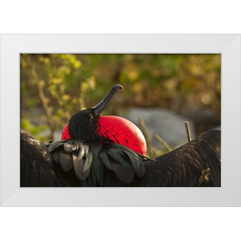 Ecuador, Galapagos NP Frigatebird displaying White Modern Wood Framed Art Print by Illg, Cathy and Gordon