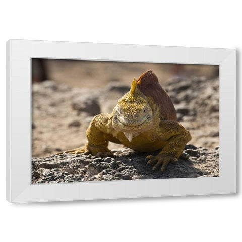 Ecuador, Galapagos, South Plaza Isl Land iguana White Modern Wood Framed Art Print by Illg, Cathy and Gordon