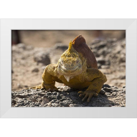 Ecuador, Galapagos, South Plaza Isl Land iguana White Modern Wood Framed Art Print by Illg, Cathy and Gordon