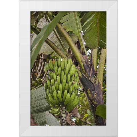Ecuador Bananas growing wild in a cloud forest White Modern Wood Framed Art Print by Grall, Don