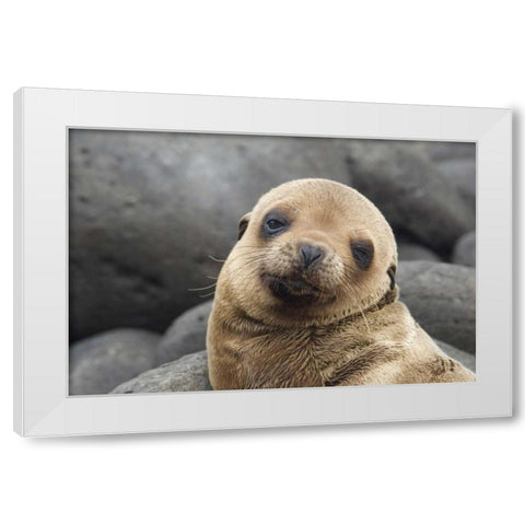Ecuador, Galapagos Islands Sea lion pup White Modern Wood Framed Art Print by Bush, Marie