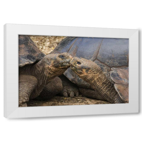 Ecuador, Galapagos Islands Giant male tortoises White Modern Wood Framed Art Print by Bush, Marie