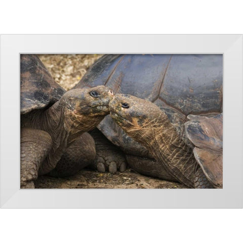 Ecuador, Galapagos Islands Giant male tortoises White Modern Wood Framed Art Print by Bush, Marie