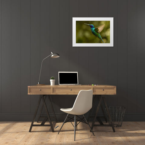 Ecuador, Galapagos, Nono Violet-ear hummingbird White Modern Wood Framed Art Print by Illg, Cathy and Gordon