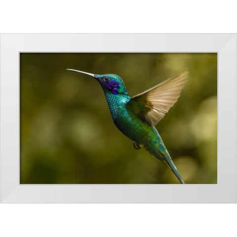 Ecuador, Galapagos, Nono Violet-ear hummingbird White Modern Wood Framed Art Print by Illg, Cathy and Gordon