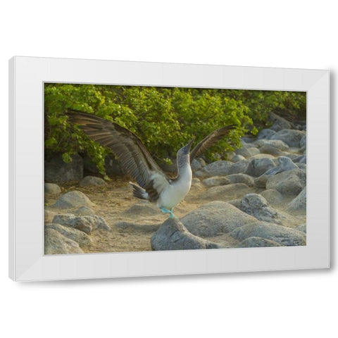 Ecuador, Galapagos, Blue-footed booby displaying White Modern Wood Framed Art Print by Illg, Cathy and Gordon