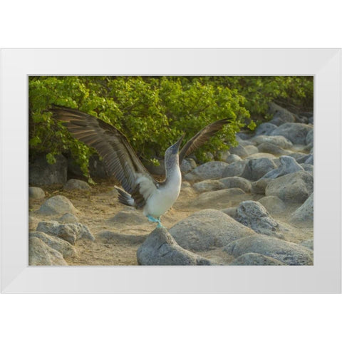 Ecuador, Galapagos, Blue-footed booby displaying White Modern Wood Framed Art Print by Illg, Cathy and Gordon