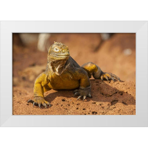 Ecuador, Galapagos NP Close-up of land iguana White Modern Wood Framed Art Print by Illg, Cathy and Gordon