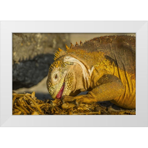 Ecuador, Galapagos NP Close-up of land iguana White Modern Wood Framed Art Print by Illg, Cathy and Gordon