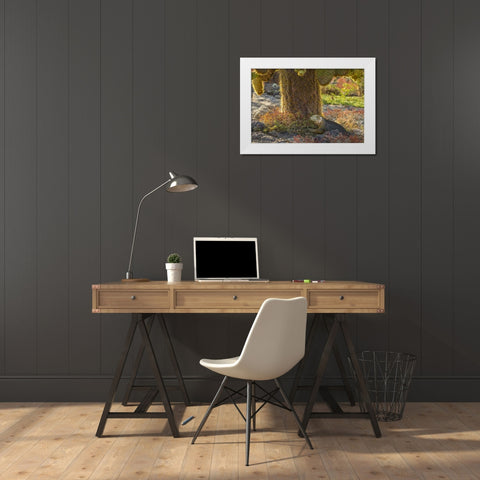Ecuador, Galapagos NP Land iguana and cactus White Modern Wood Framed Art Print by Illg, Cathy and Gordon