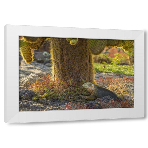 Ecuador, Galapagos NP Land iguana and cactus White Modern Wood Framed Art Print by Illg, Cathy and Gordon