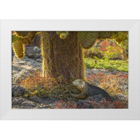 Ecuador, Galapagos NP Land iguana and cactus White Modern Wood Framed Art Print by Illg, Cathy and Gordon