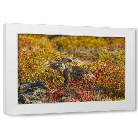 Ecuador, Galapagos NP Land iguana in vegetation White Modern Wood Framed Art Print by Illg, Cathy and Gordon