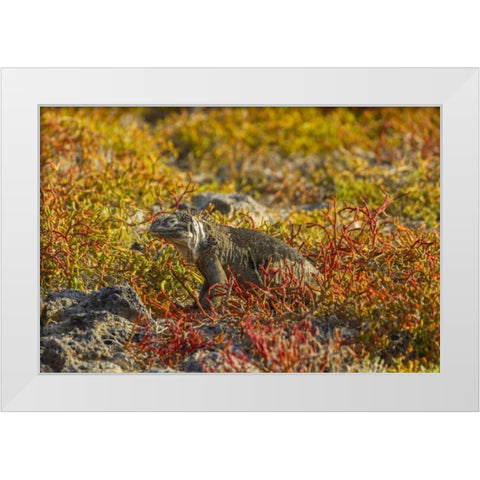 Ecuador, Galapagos NP Land iguana in vegetation White Modern Wood Framed Art Print by Illg, Cathy and Gordon