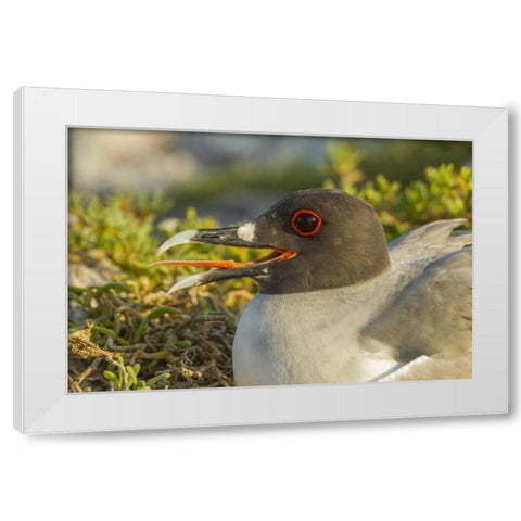 Ecuador, Galapagos NP Swallow-tailed gull White Modern Wood Framed Art Print by Illg, Cathy and Gordon