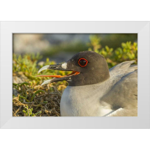 Ecuador, Galapagos NP Swallow-tailed gull White Modern Wood Framed Art Print by Illg, Cathy and Gordon