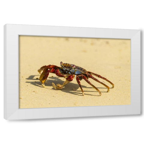 Ecuador, Galapagos NP Sally light foot crab White Modern Wood Framed Art Print by Illg, Cathy and Gordon