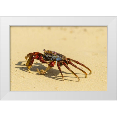 Ecuador, Galapagos NP Sally light foot crab White Modern Wood Framed Art Print by Illg, Cathy and Gordon