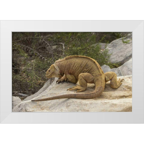 Ecuador, Galapagos NP Land iguana on boulder White Modern Wood Framed Art Print by Illg, Cathy and Gordon