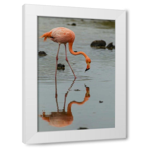 Ecuador, Galapagos NP Wading greater flamingo White Modern Wood Framed Art Print by Illg, Cathy and Gordon